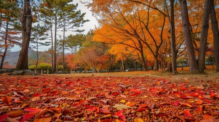 Autumn foliage covering the ground beneath trees