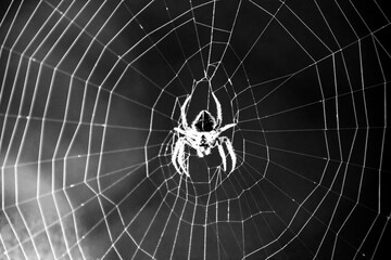 Spider in the web in black and white Fine Art