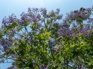 植物園に咲いたジャカランダの花