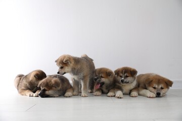 Obraz premium Adorable Akita Inu puppies on floor near light wall. Space for text