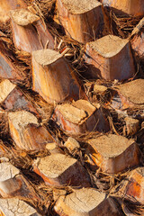 Palm tree bark tropical texture. Pruning palm branches, Closeup. Texture and detail of palm tree bark. Cut branches on a palm tree trunk.