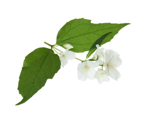 Branch of jasmine flowers and leaves isolated on white