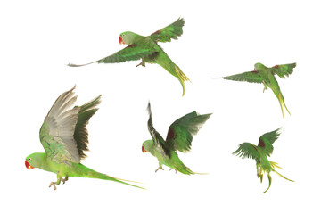 Beautiful green parrot isolated on white, collage of photos © New Africa