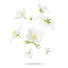 Obraz premium Beautiful jasmine flowers in air on white background