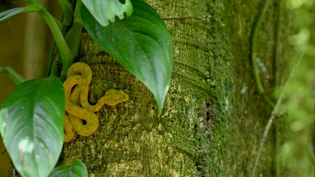 Eyelash Viper in a tropical forest