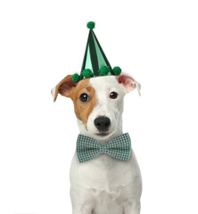 Cute Jack Russell terrier dog with party hat and bow tie on white background