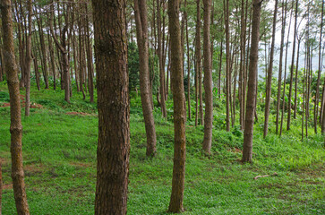 Fototapeta premium Beautiful high pine forest on fog cover valley background in the north of Thailand