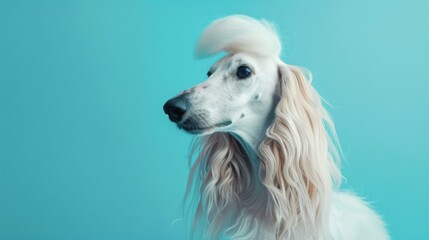 A regal dog with long flowing hair is showcased in this elegant profile shot against teal background