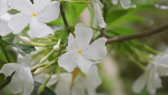 Blurred background pinwheel flower Close up ,Tabernaemontana divaricata , Chandni flower , 4k video nature , garden flowers , Crape jasmine . White mondokaki flowers