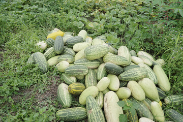 A Pile Of Lemon Cucumber (Cucumis Sativus) Also Called Timun Suri or Timun Mas or Blewah In The Middle of Garden. It Is One Of Main Commodity And Favorite Meal During Fasting Month Or Ramadan