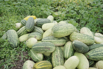 A Pile Of Lemon Cucumber (Cucumis Sativus) Also Called Timun Suri or Timun Mas or Blewah In The Middle of Garden. It Is One Of Main Commodity And Favorite Meal During Fasting Month Or Ramadan