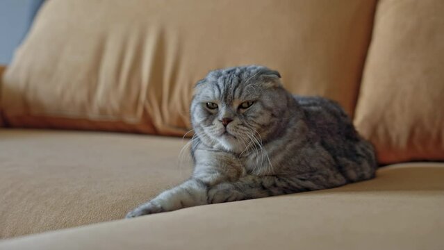 Sleepy scottish fold cat is disturbed, lying on a beige sofa. Disgruntled, he turns away from the camera, ignore the owner. Looking on in a condescending manner