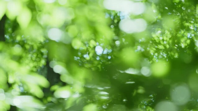 木漏れ日のイメージ