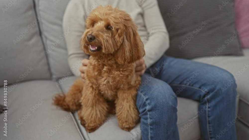 Poster a middle-aged man pets a happy poodle dog on a sofa indoors, highlighting companionship and comfort 