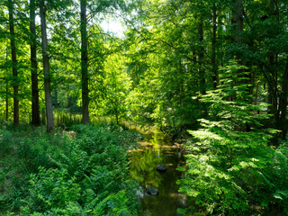 新緑に囲まれた水辺の風景