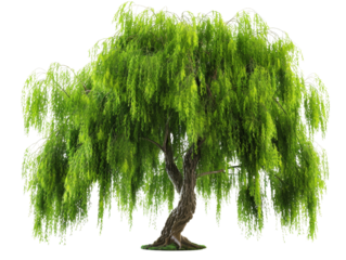A lush weeping willow tree with long, cascading branches and vibrant green foliage.