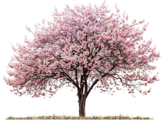 Naklejka premium A full bloom pink cherry blossom tree with lush branches and a green grassy background.