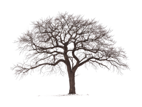 A lone, bare tree stands tall against a dark background, its branches reaching out like skeletal arms.  The tree is a symbol of resilience and strength.