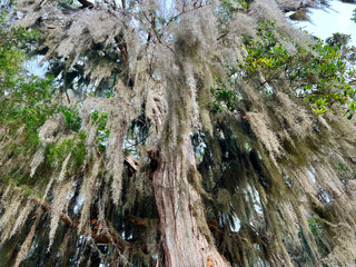 Spanish moss hanging down from an old tree on the coast of Georgia