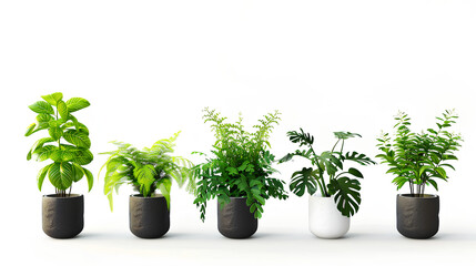 Set of Green plants in potted for interior decoration isolated on white background, Houseplant for decorated in bedroom or living room, minimal natural health concept