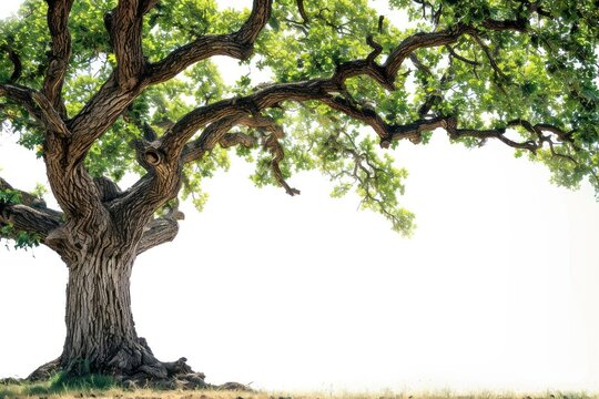 Oak tree border plant nature green.