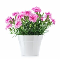 A Dianthus in a white pot, no shadow, isolated on white background