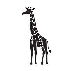 giraffe isolated on white