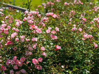 植物園の花壇に咲く薔薇の花