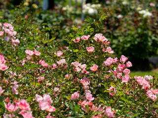 植物園の花壇に咲く薔薇の花