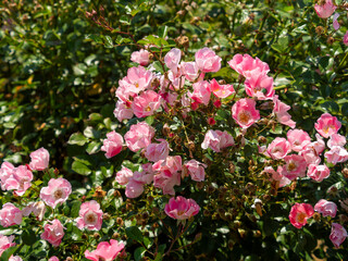 植物園の花壇に咲く薔薇の花