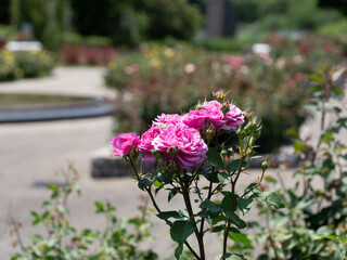 ピンク色の鮮やかな薔薇の花