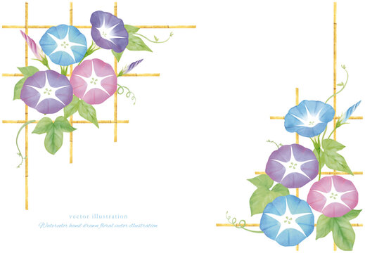 日本朝顔」の写真素材 | 24,032件の無料イラスト画像 | Adobe Stock