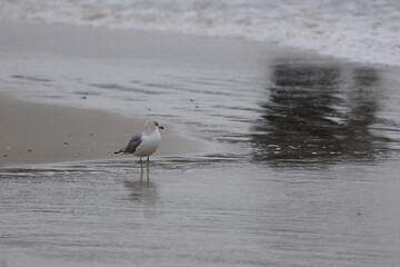 Adult seagulls on the beach. Ocean front, Florida.