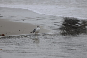 Adult seagulls on the beach. Ocean front, Florida.