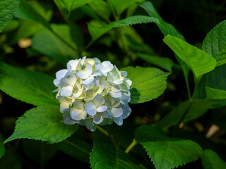 植物園に咲く紫陽花の花
