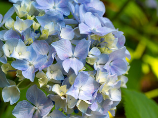 植物園に咲く紫陽花の花