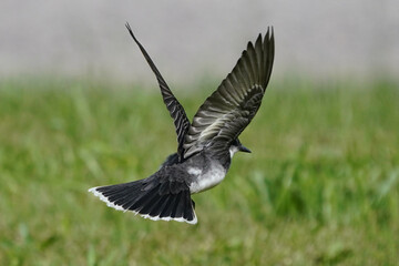 Eastern Kingbird on lawn taking off, hunting insects in summer