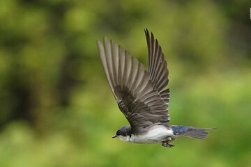 Tree Swallows in flight feeding chicks coming up to the nesting box