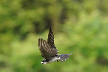 Tree Swallows in flight feeding chicks coming up to the nesting box