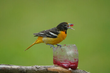 Baltimore Oriole female on perch and flying across lawn