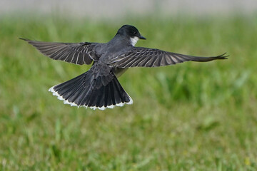 Eastern Kingbird in flight