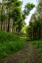 Rocky path between pine forests, a relaxing location
