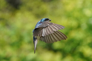 Tree SWallow parents working hard to feed chicks in nesting box in summer