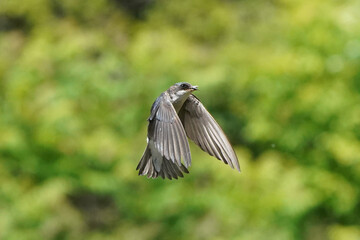 Tree SWallow parents working hard to feed chicks in nesting box in summer