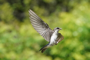 Tree SWallow parents working hard to feed chicks in nesting box in summer