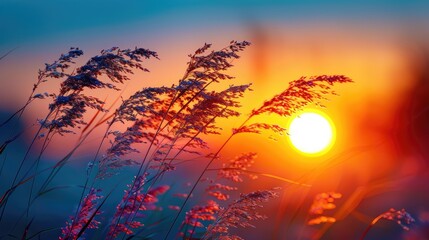 Fototapeta premium sunset in the field 