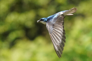 Tree SWallow parents working hard to feed chicks in nesting box in summer