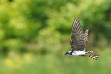 Tree SWallow parents working hard to feed chicks in nesting box in summer