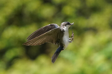 Tree SWallow parents working hard to feed chicks in nesting box in summer