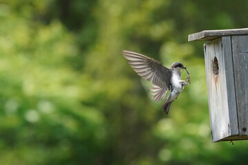 Tree SWallow parents working hard to feed chicks in nesting box in summer